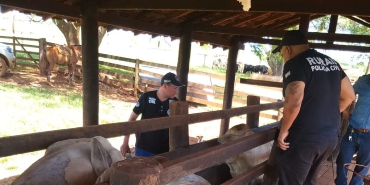 Operação Vicino: grupo que roubava gado de vizinho há um ano é desmantelado