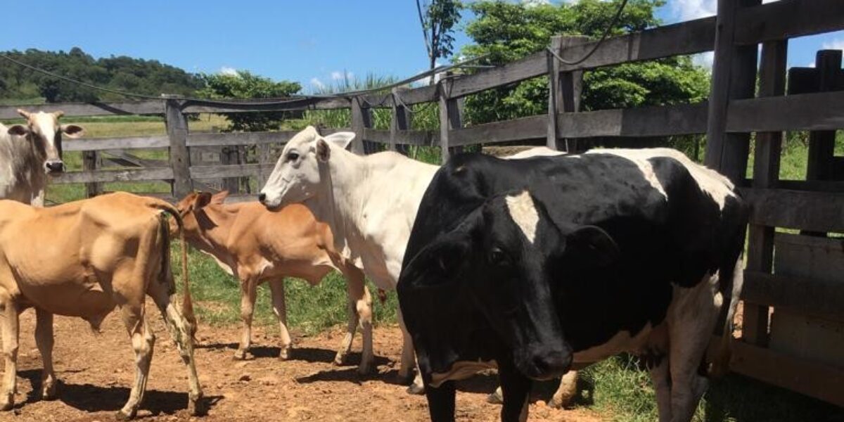 PC recupera gado furtado de fazenda em Varjão