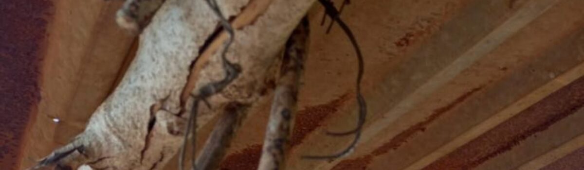 Homem é preso por furto de gado em Itumbiara