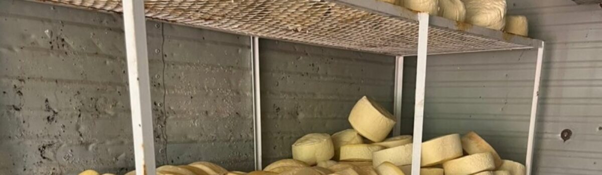 Operação Salmoura: dois são presos após furto de mais de 1 tonelada de queijo