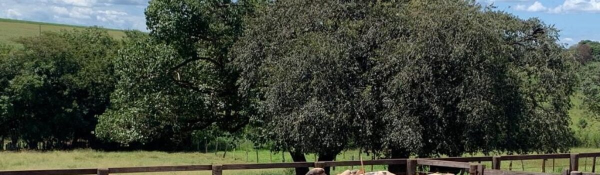PCGO apreende gado fruto de roubo, em Itumbiara