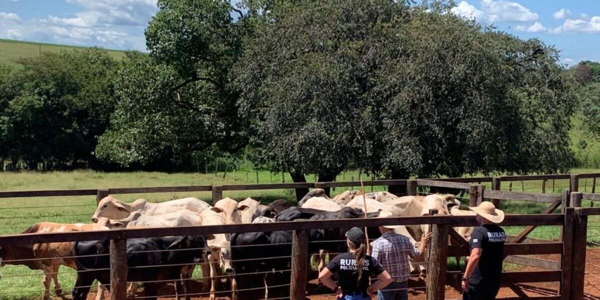 PCGO apreende gado fruto de roubo, em Itumbiara