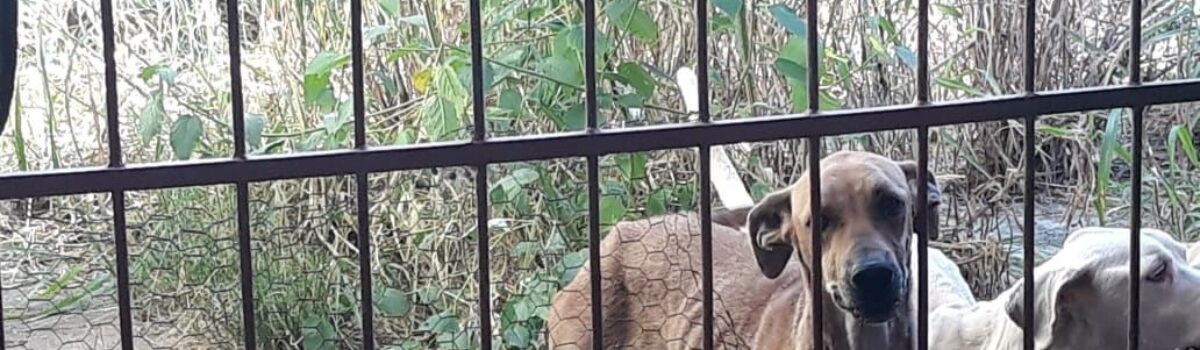 Homem é preso por maus-tratos a cães, em Iporá