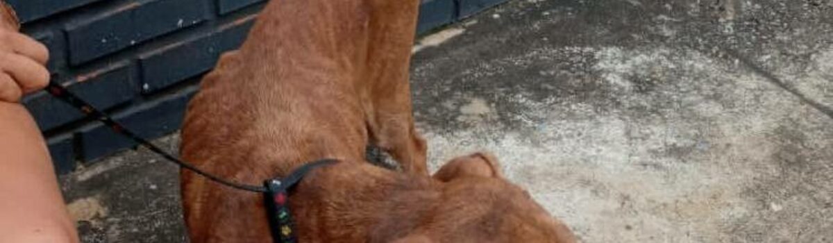 Homem que mantinha cão em situação de maus-tratos é preso em Bela Vista