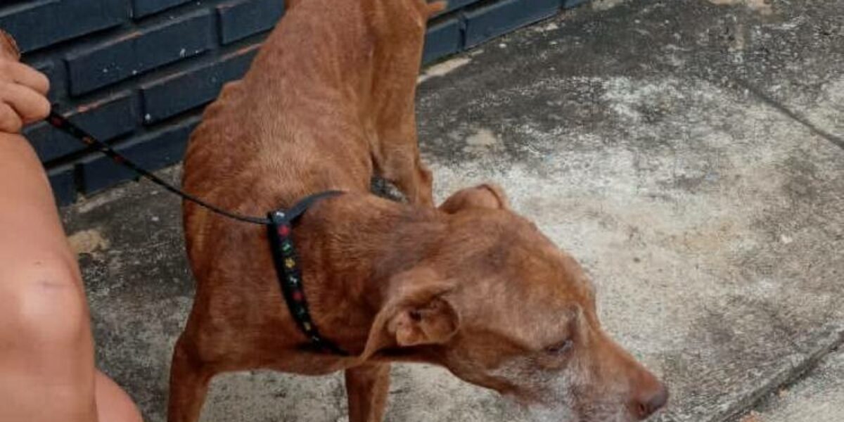 Homem que mantinha cão em situação de maus-tratos é preso em Bela Vista