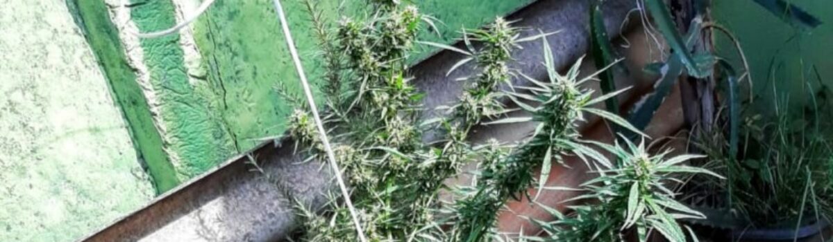 Homem é preso com horta de maconha plantada em casa