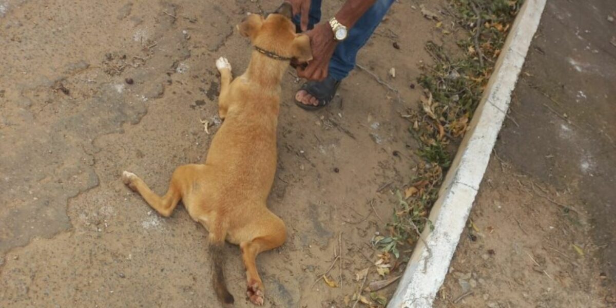 Polícia Civil conclui inquérito policial e indicia homem que arrastou cadela pelo asfalto em Minaçu