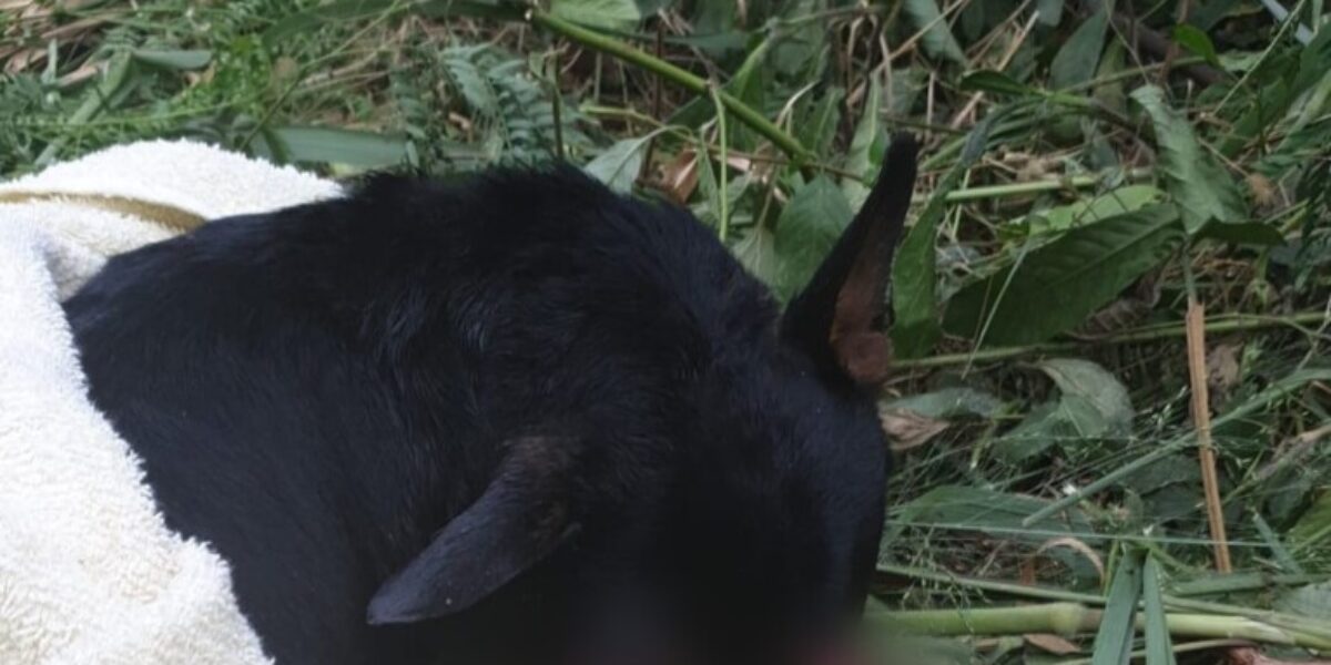 Cachorro que foi jogado em córrego para morrer é resgatado e autores de maus-tratos, indiciados, em Goiânia