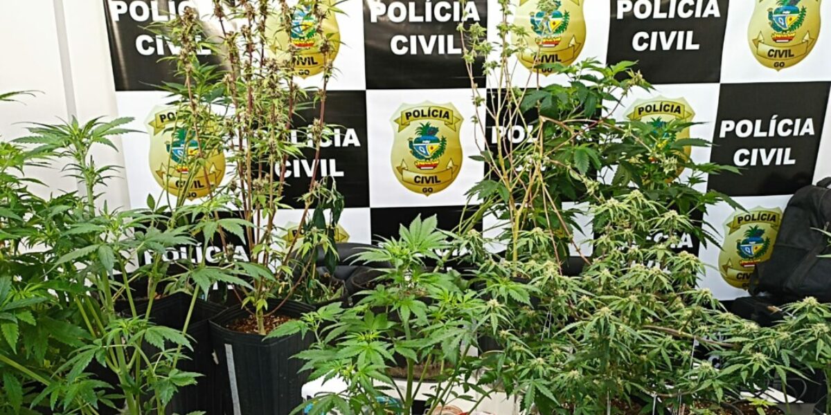 PC encontra estufa com cultivo de maconha em residências de Formosa