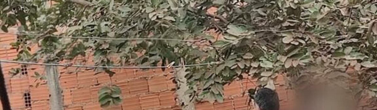 PC faz operação contra rinha de galos em Itumbiara