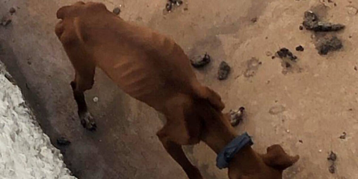 Cão é encontrado em situação de abandono em residência de Formosa