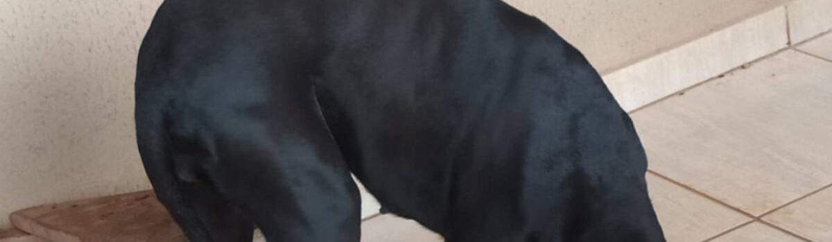 Homem é preso em Diorama após maus-tratos e atos sexuais com cadela