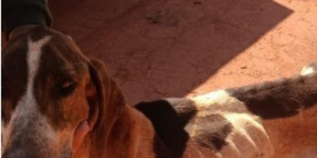 Cachorros maltratados são resgatados, em Chapadão do Céu