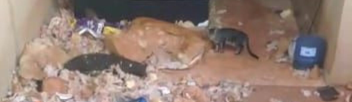 Dezembro Verde: animais abandonados, em Goiânia, levam a indiciamento de tutores