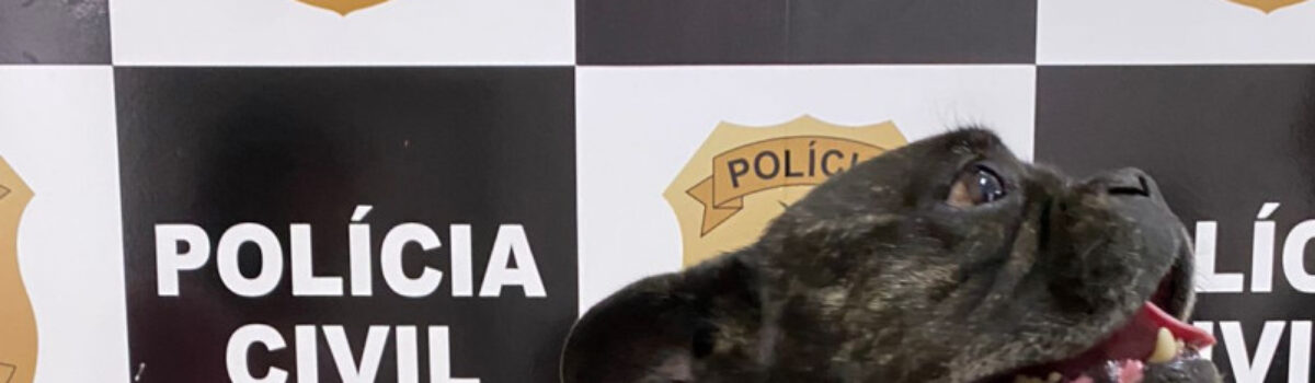 PCGO recupera duas cachorras da raça buldogue francês em Morrinhos