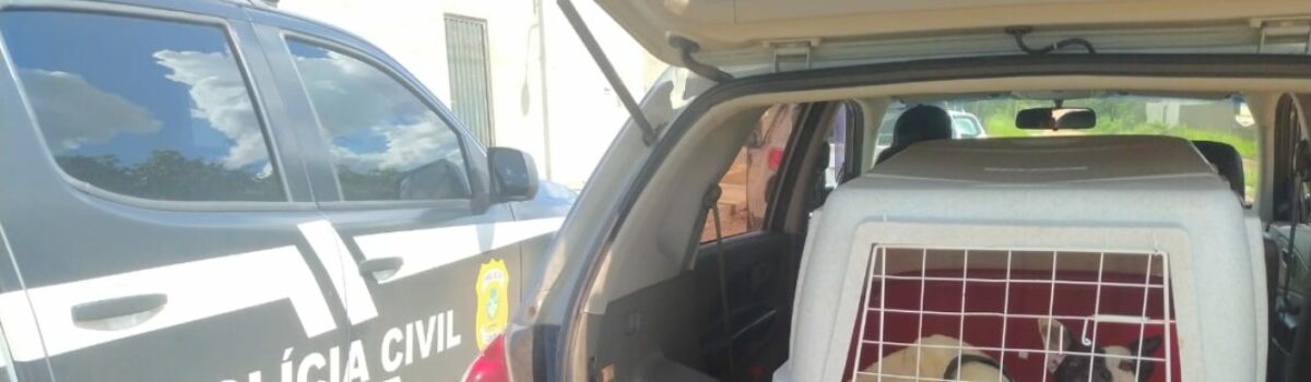 Dois cachorros machucados e doentes são resgatados, em Caldas Novas