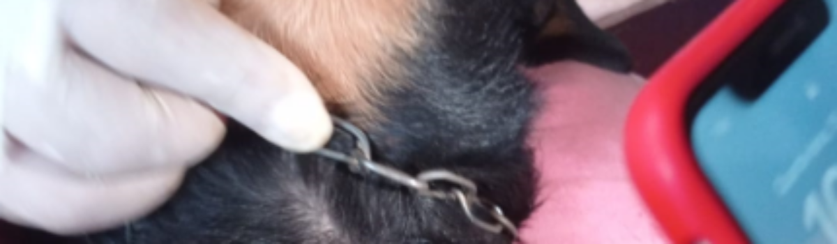 PCGO resgata cão vítima de maus-tratos em Itumbiara