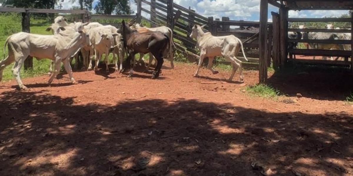 Polícia Civil recupera todas as 11 novilhas subtraídas de fazenda em Moiporá