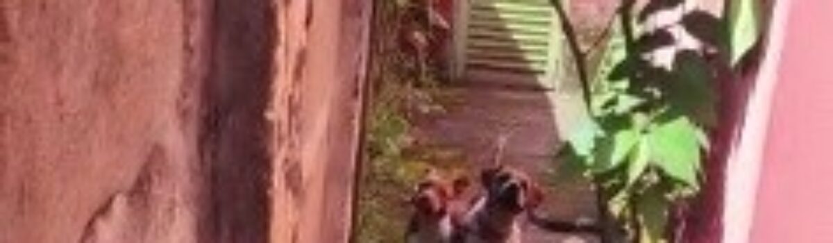 Dono de cães é preso em Jaraguá por manter animais em condições de maus tratos