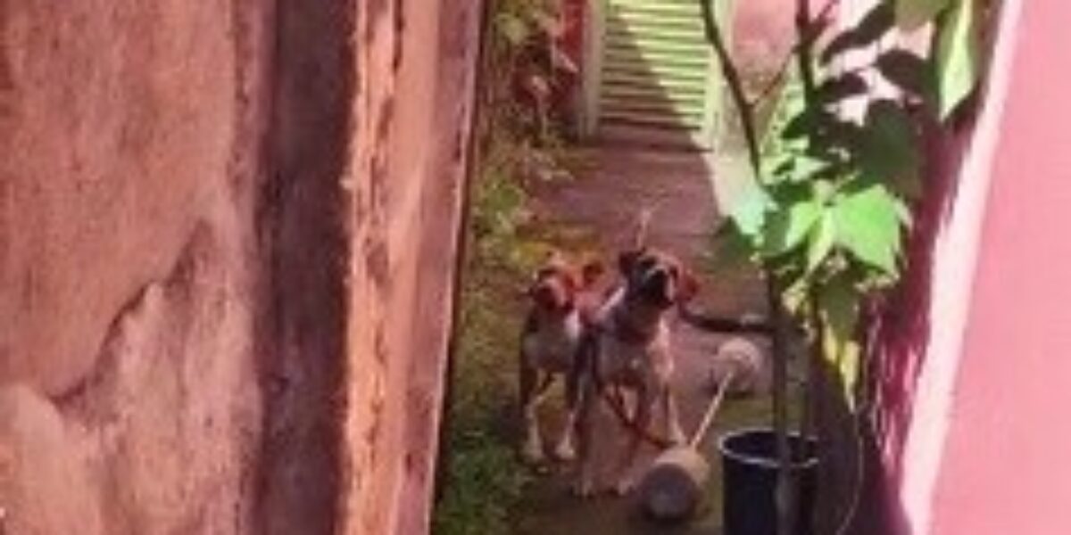 Dono de cães é preso em Jaraguá por manter animais em condições de maus tratos