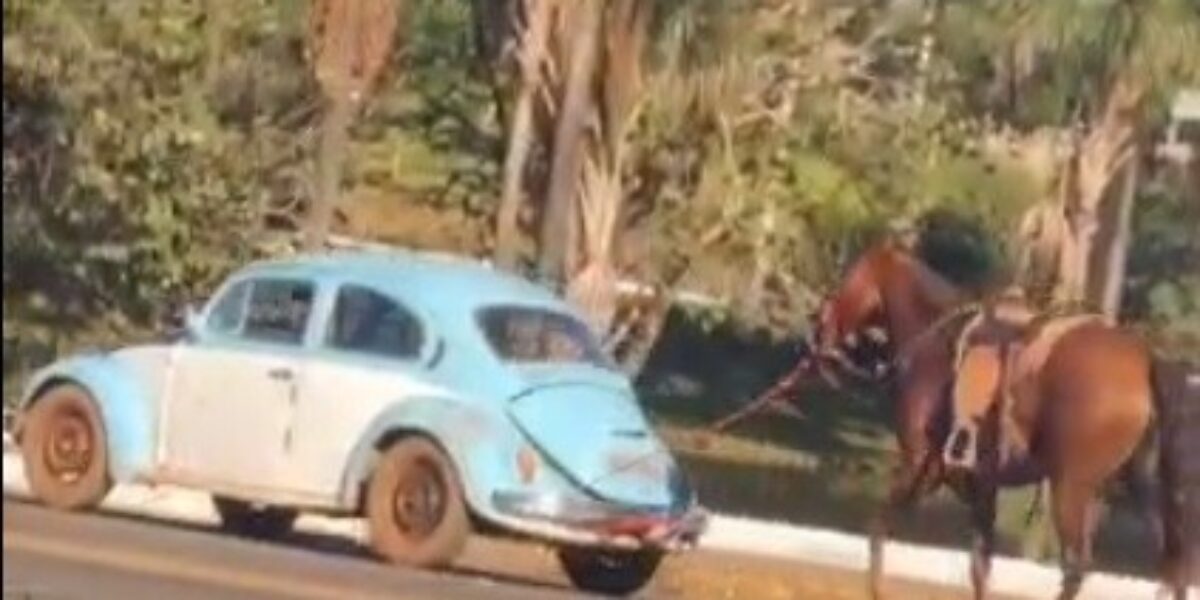 Polícia Civil prende homem que arrastou cavalo amarrado a veículo