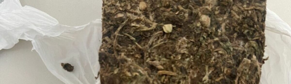 PCGO prende em flagrante homem que plantava maconha e negociava drogas via redes sociais