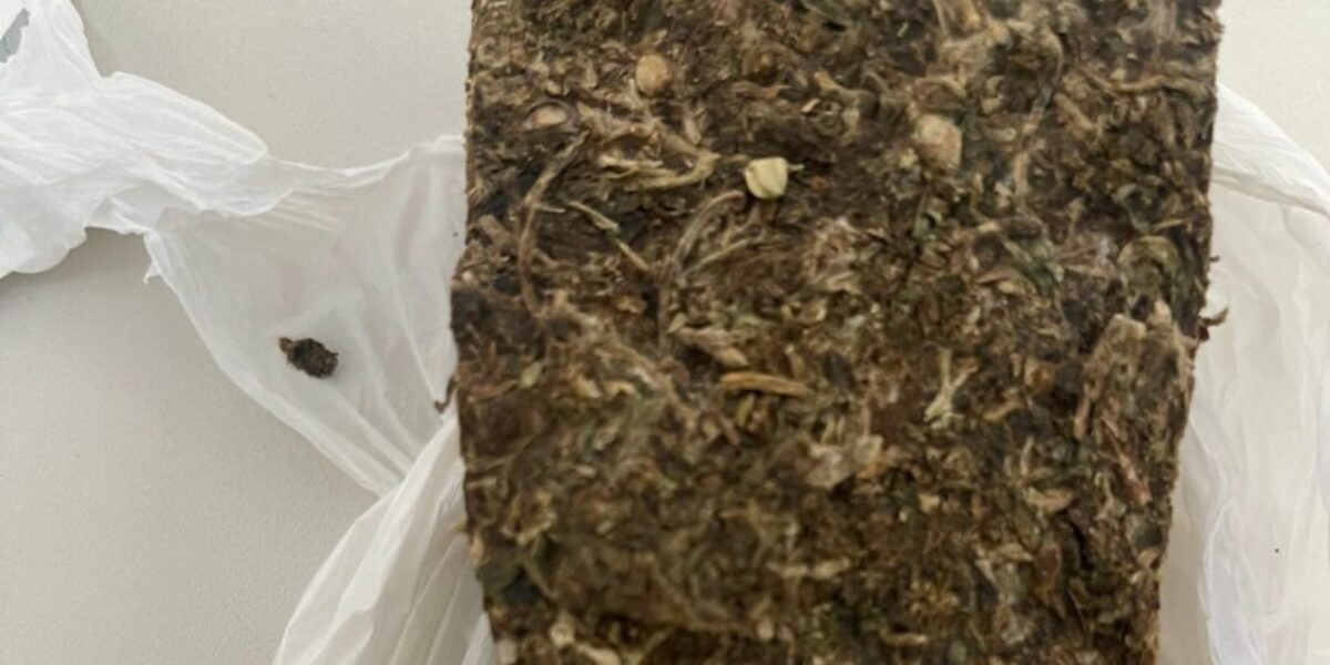 PCGO prende em flagrante homem que plantava maconha e negociava drogas via redes sociais