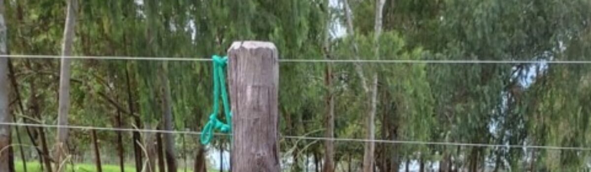 PC prende em flagrante tutor que amarrou cão em cerca, na zona rural de Aragoiânia