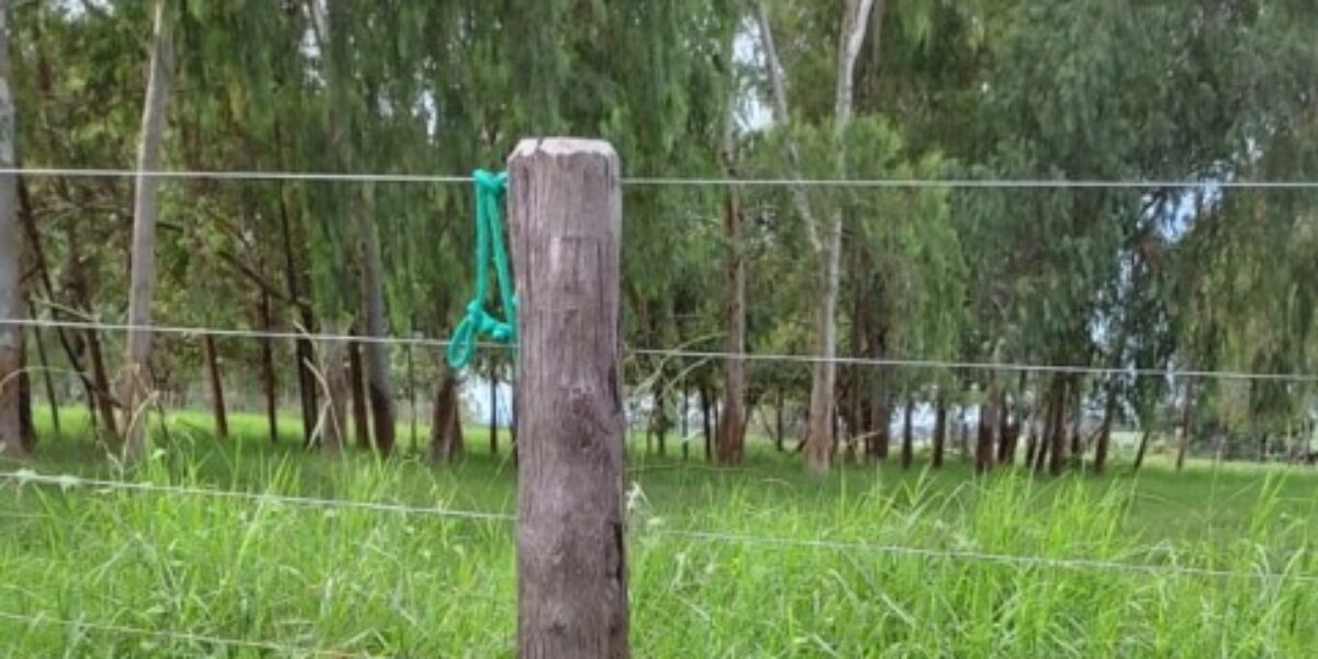 PC prende em flagrante tutor que amarrou cão em cerca, na zona rural de Aragoiânia
