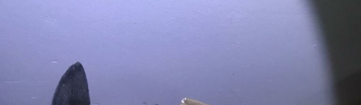 Operação Network 2 prende mais seis investigados por comércio de cocaína em Rio Verde