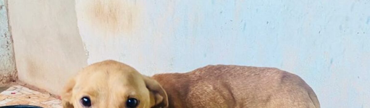 Cachorro desnutrido e vítima de maus tratos é resgatado em Petrolina