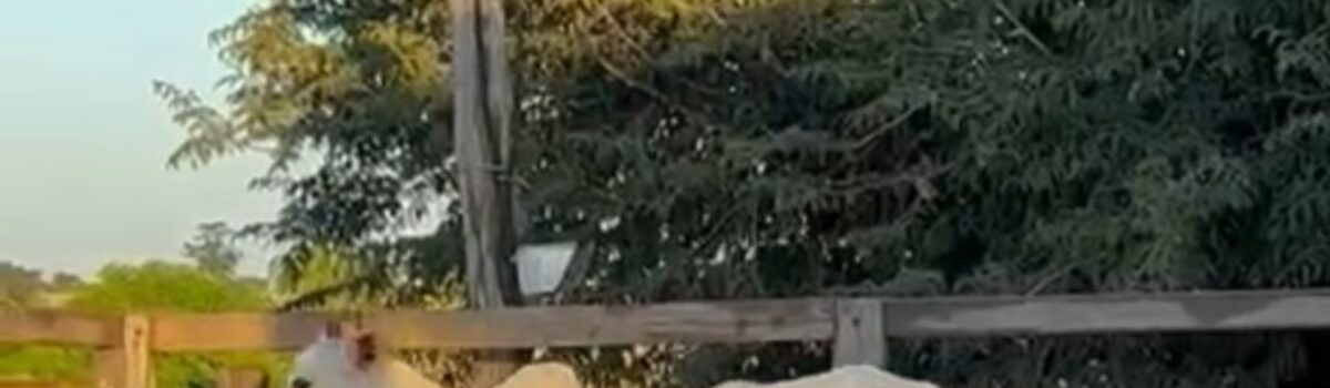 Polícia Civil recupera animais subtraídos de fazenda em Iaciara