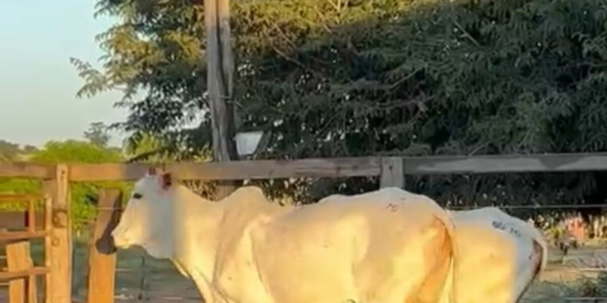 Polícia Civil recupera animais subtraídos de fazenda em Iaciara