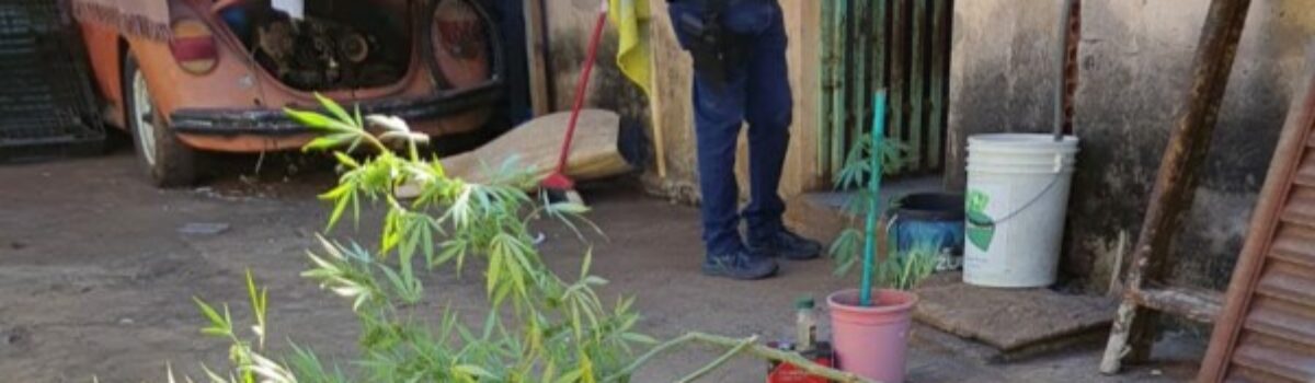 Mulher é presa por plantar pés de maconha e deixar filhos abandonados, em Catalão