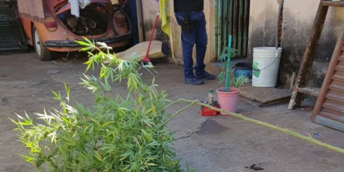 Mulher é presa por plantar pés de maconha e deixar filhos abandonados, em Catalão