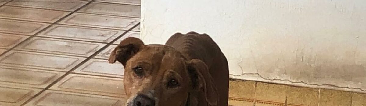 Tutor de cachorro é preso por maus-tratos em Inhumas