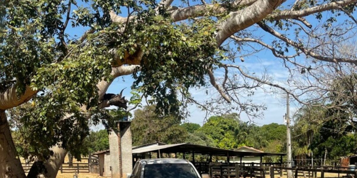 Investigado por estupro é preso na zona rural de Porangatu