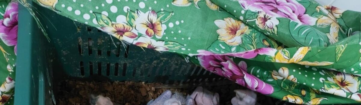PCGO prende três pessoas por venda ilícita de filhotes de araras