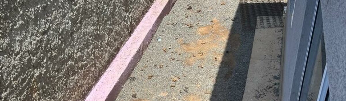Operação resgata cachorros trancados em apartamento em Valparaíso