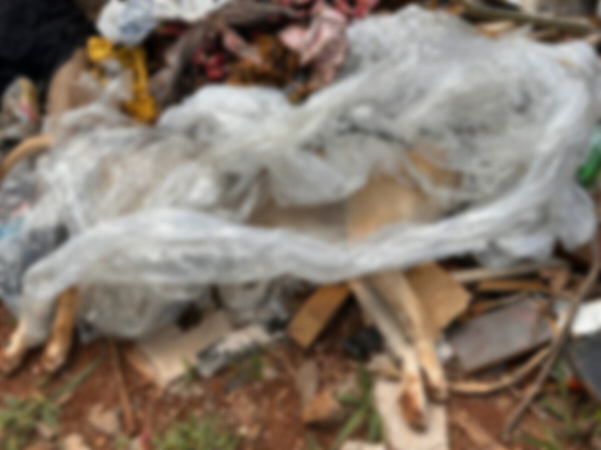 Homem é preso em flagrante por agredir e matar cachorro, em Novo Gama