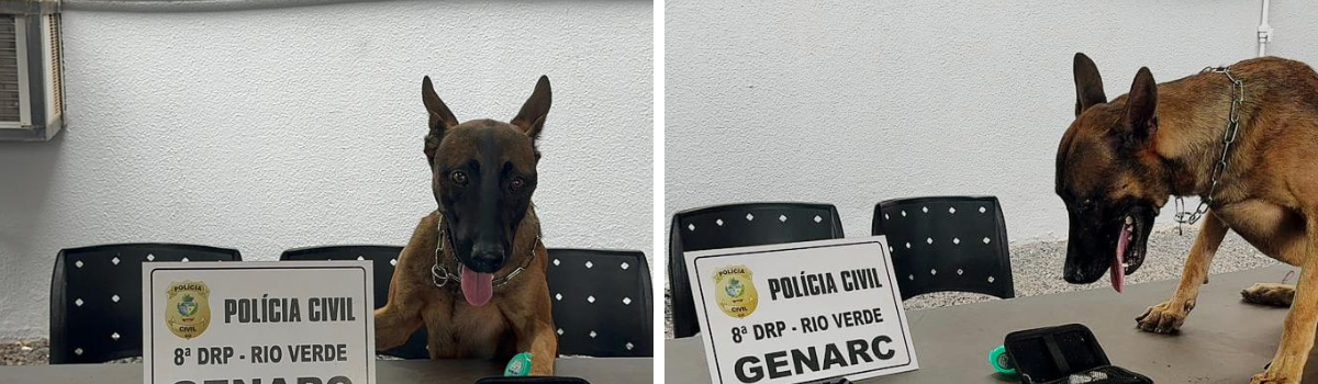 PCGO desarticula líderes de associação que utilizava menores para o tráfico