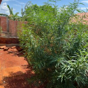 Mulher é presa suspeita de cultivar maconha no quintal de casa, em Guapó