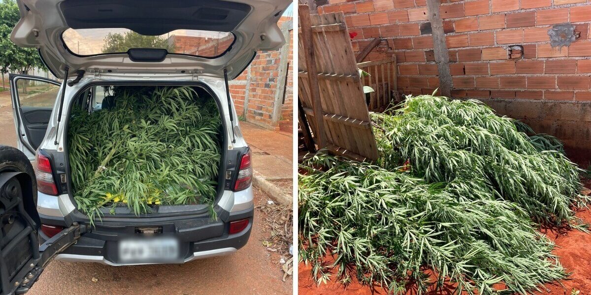 Mulher é presa suspeita de cultivar maconha no quintal de casa, em Guapó