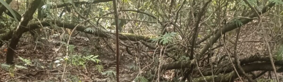 Operação Paz cumpre internação de adolescente por ato infracional de homicídio, em Formosa