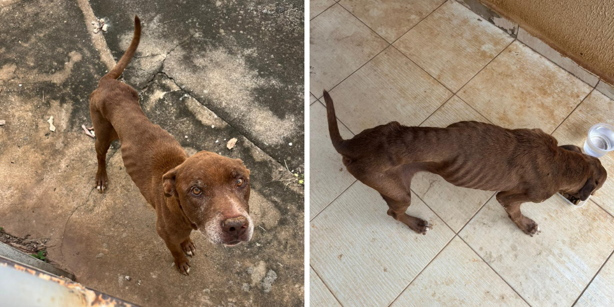 Cachorro vítima de maus-tratos é resgatado após PCGO averiguar denúncia