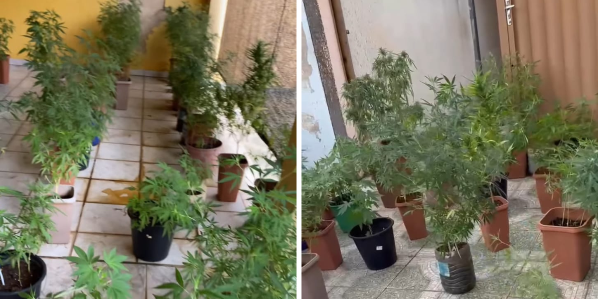 Homem é preso em flagrante por cultivo de vários pés de maconha em casa