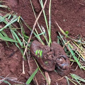 Polícia Civil localiza corpo de desaparecido e investiga possível cemitério clandestino, em Goiânia