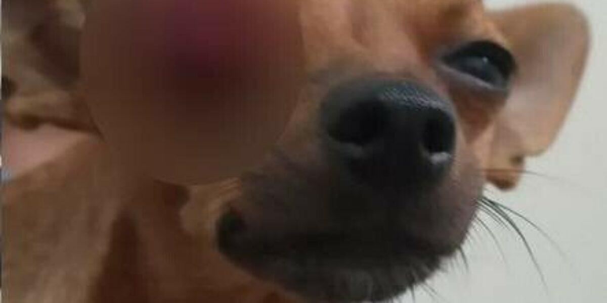 PCGO prende suspeito de agredir cadela prenhe com taco de beisebol