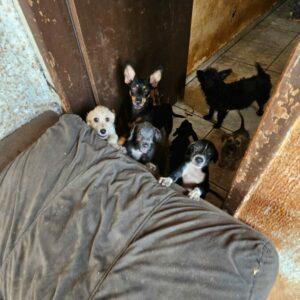 PCGO investiga mulher por abandono de nove cachorros, entre eles, uma cadela prenha