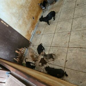 PCGO investiga mulher por abandono de nove cachorros, entre eles, uma cadela prenha